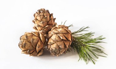 Koniler Pinus sibirica veya Sibirya çam kozalakları ışık arka plan üzerinde.