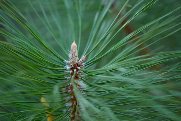 Detailní fotografie zelené jehličnaté borovice. Rozmazané borové jehličí v pozadí — Stock fotografie