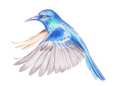 Figure hummingbirds with colored pencils clipart