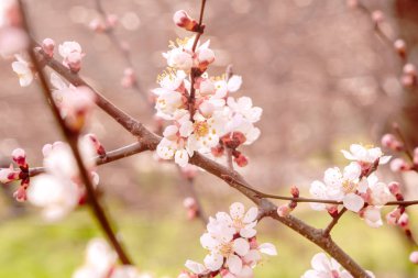 Bahar arka plan, taze çiçek arka plan