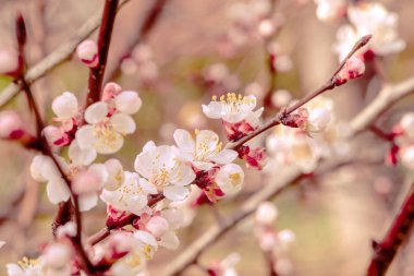 Bahar arka plan, taze çiçek arka plan