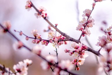 Bahar arka plan, taze çiçek arka plan