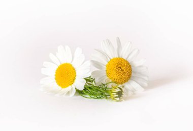 Beyaz arka plan üzerinde izole papatya veya papatya çiçek.