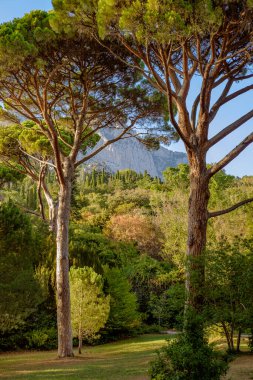 Kırım, 26 Ağustos 2020: Günbatımında Ai-Petri Dağı 'nın arkasındaki Vorontsov parkındaki güzel ağaçlar. Kırım 'ı baştan başa dolaş.