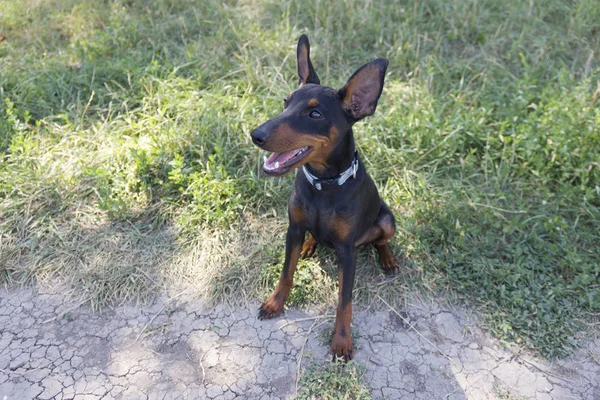 草で可愛いドーベルマンの子犬 — ストック写真