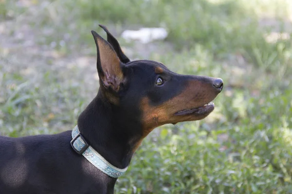 Doberman Pinscher Hund Porträtt — Stockfoto