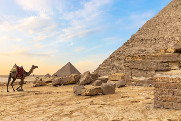 Ägyptische Wüste: Pyramiden und ein Kamel — Stockfoto