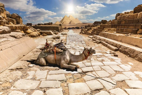 Un cammello tra le rovine del tempio di Giza, Egitto — Foto Stock