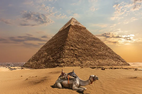 Een kameel door de piramide van Chephren, Giza, Egypte — Stockfoto