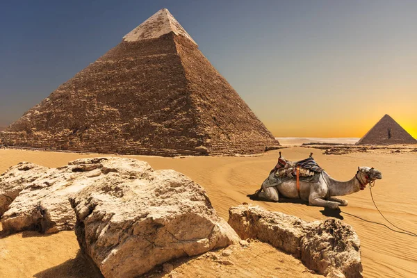 En kamel av pyramiden i Chephren, Giza, Egypten — Stockfoto