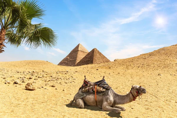 Paesaggio desertico con le Piramidi, un cammello amd palme, Egitto — Foto Stock