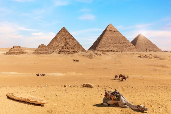 Les pyramides de Gizeh et les chameaux dans le désert d'Egypte — Photo