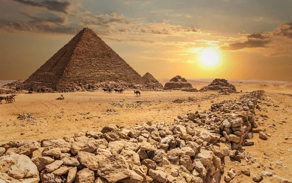 Menkaure Piramidi ve üç piramit yoldaşı çöldeki develer, Giza, Mısır — Stok fotoğraf