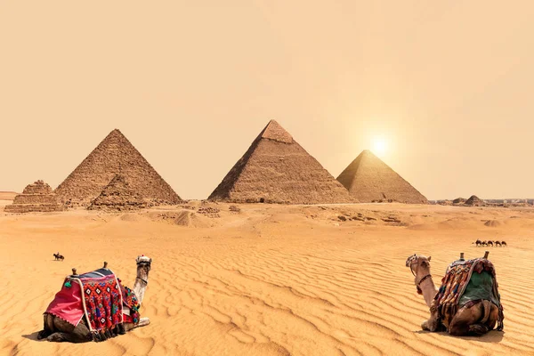 Piramidi e cammelli nel deserto di Giza, Egitto — Foto Stock