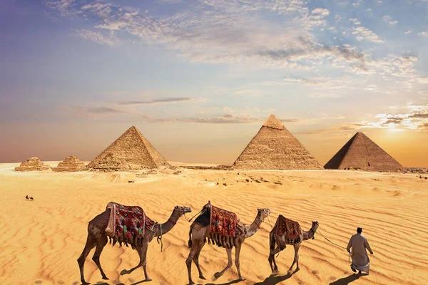 Cammello carovana vicino alle Grandi Piramidi di Giza in Egitto — Foto Stock