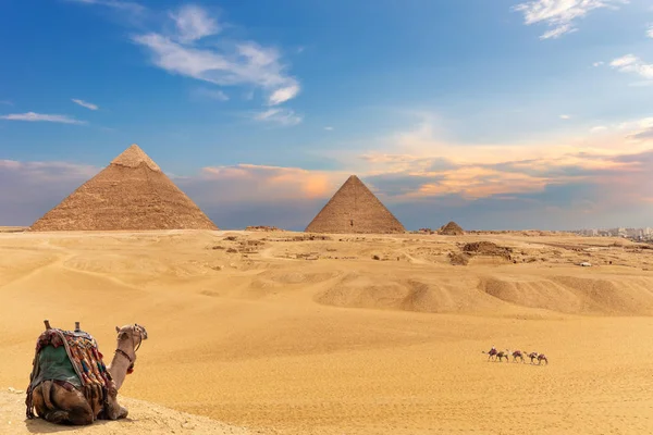 Les pyramides et les chameaux, belle vue sur le désert de Gizeh — Photo