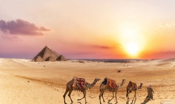 Woestijn landschap van Gizeh met piramides en kamelen bij zonsondergang — Stockfoto