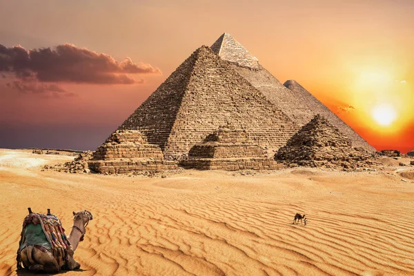Kamele in der Wüste bei Sonnenuntergang vor den berühmten Pyramiden von — Stockfoto