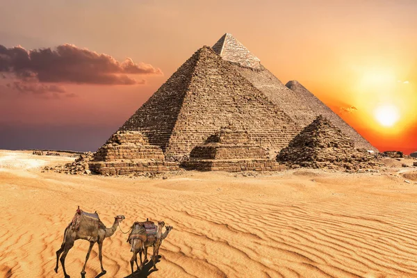 埃及吉萨金字塔附近的骆驼大篷车 — 图库照片