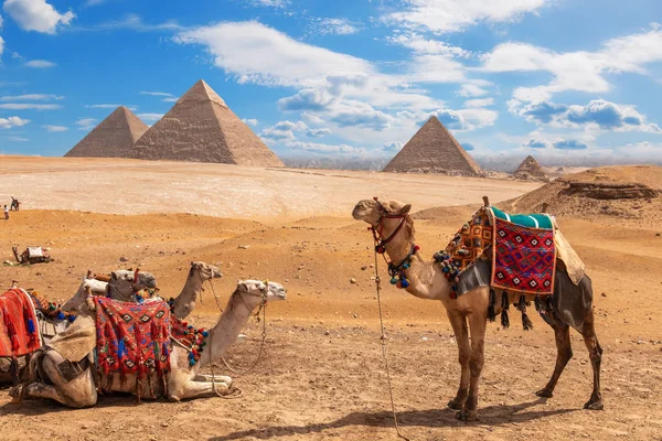 Верблюды на остановке возле трех пирамид Гизы — стоковое фото