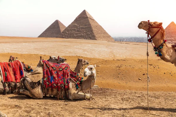 Chameaux et pyramides, désert de Gizeh, Égypte — Photo