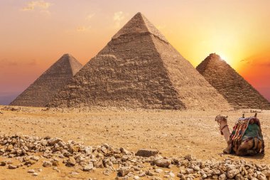 Giza üç ana Piramitleri ve gün batımında bir deve, Mısır
