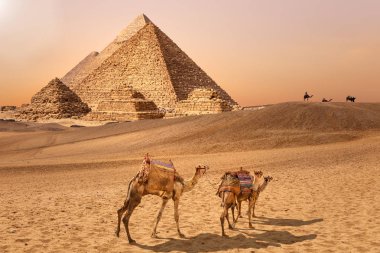 Giza çölündeki Piramitler ve develer, Mısır
