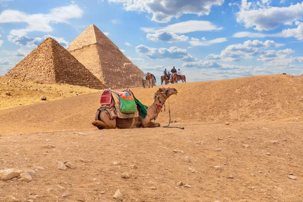 Velbloudi u pyramid, pouštní scenérie v Gíze, Egypt — Stock fotografie