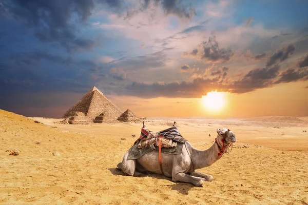 Wielbłąda w Gizie pustyni z słynnych piramid w tle, E — Zdjęcie stockowe