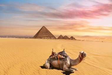 Menkaure Piramit kompleksinin önündeki sevimli deve Giza, Kahire, Mısır