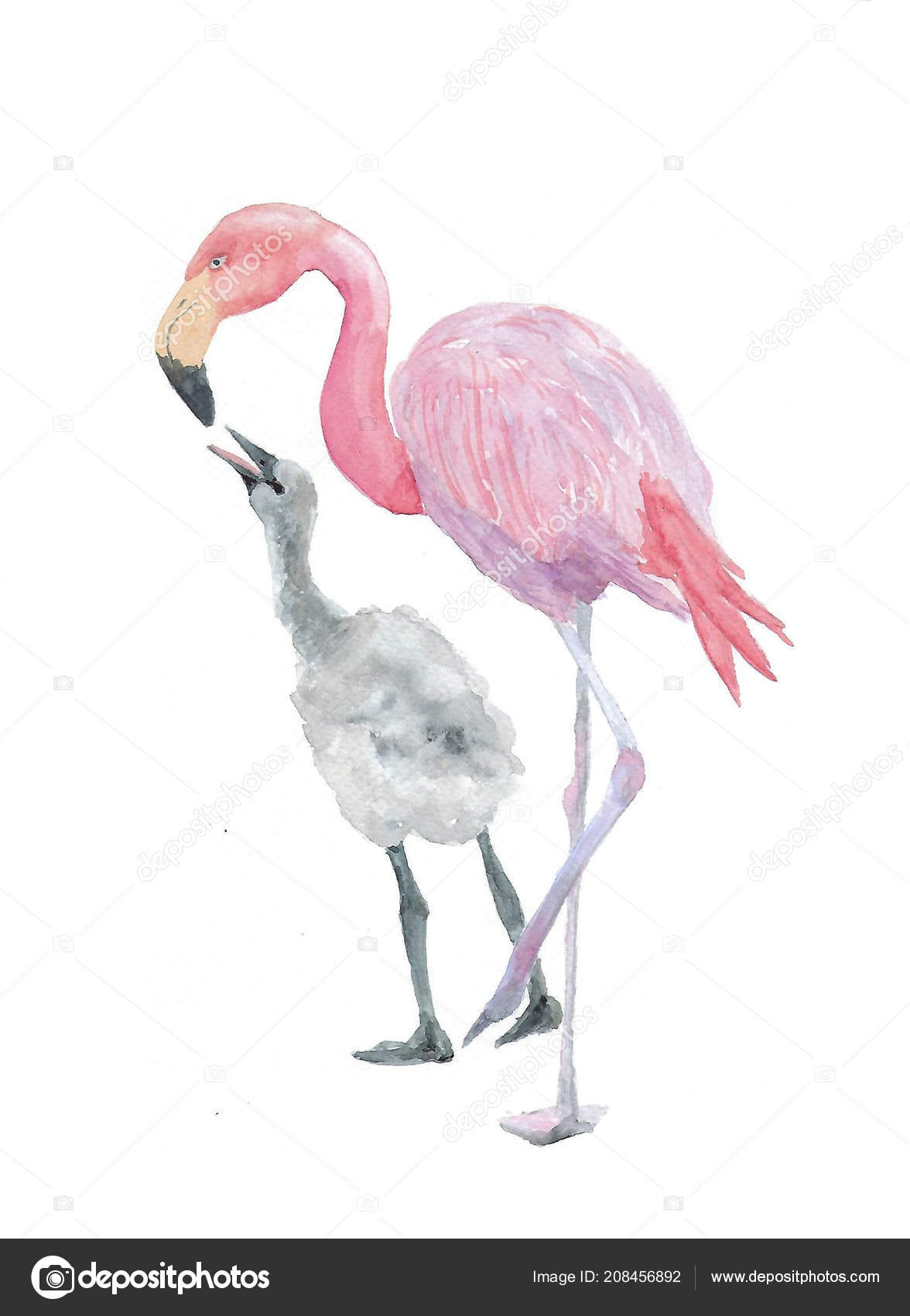 flamingo baby