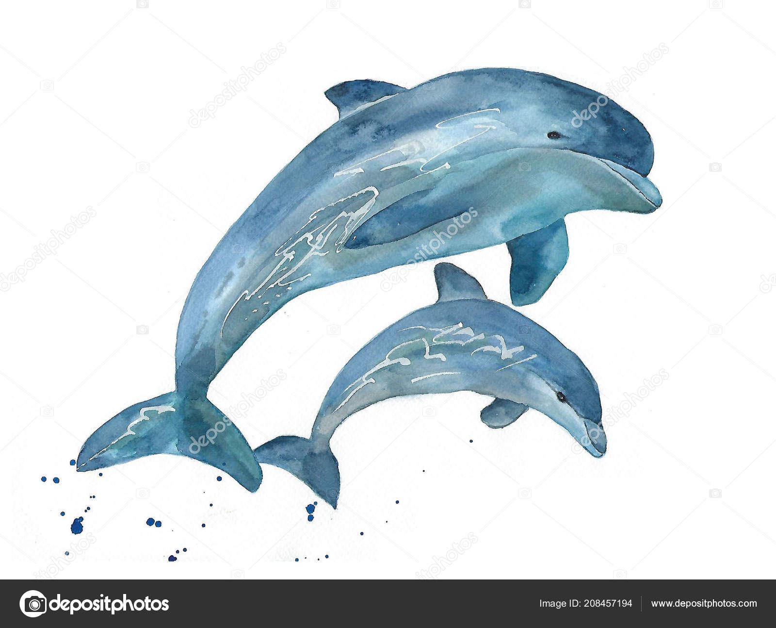 Dolphin Baby Watercolour Handpainted Stock Photo Image By C Taningreen Dolphin Baby Watercolour Handpainted Stock Photo Image By C Taningreen
