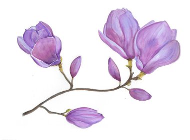 Manolya Çiçeği suluboya resim,