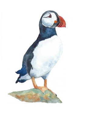 Martı kuşu duran kaya suluboya resim, handpainting, izole