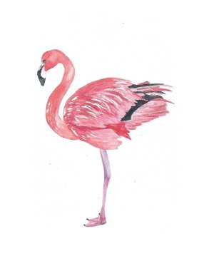 Zarif flamingo suluboya, handpainted