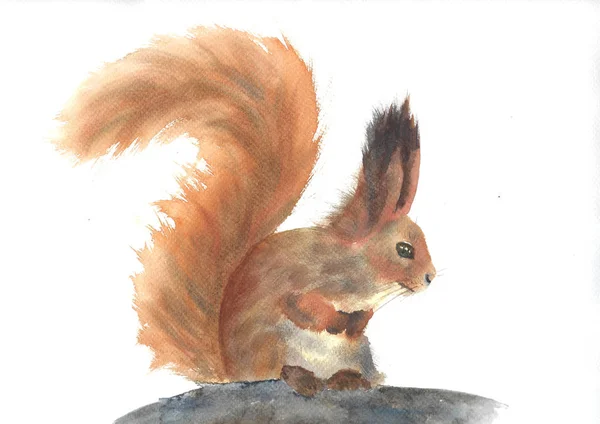 Eichhörnchen Aquarell Von Hand Bemalt Isoliert Auf Weißem Hintergrund — Stockfoto