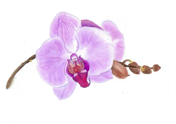 Orchid Pink Blossom Watercolour Handpainted — Stock Photo, Image