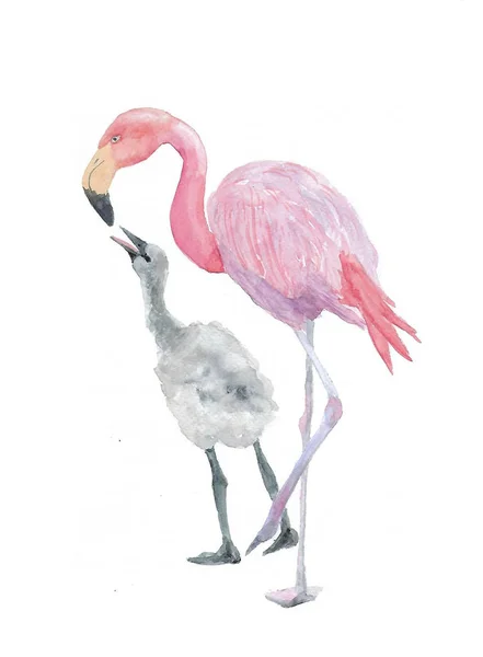 Eleganter Flamingo Und Sein Baby Aquarell Handbemalt — Stockfoto