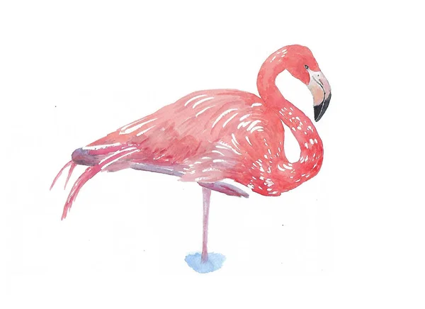Elegantes Flamingo Aquarell Handbemalt — Stockfoto
