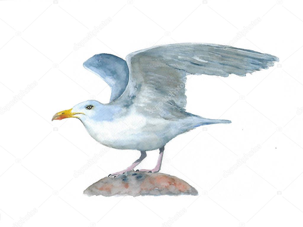 Seagull on rock watercolour painting. albatross 