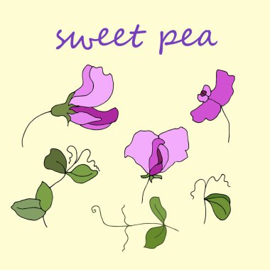 Bahçe flora tatlı bezelye çiçeği ve yaprağı izole vektör.