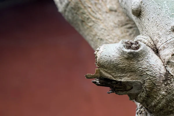 Nature made a wooden animal face abstract