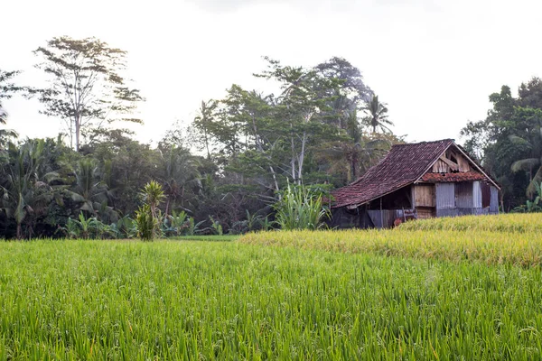 Antigua casa con campo de arroz verde en crecimiento — Foto de Stock