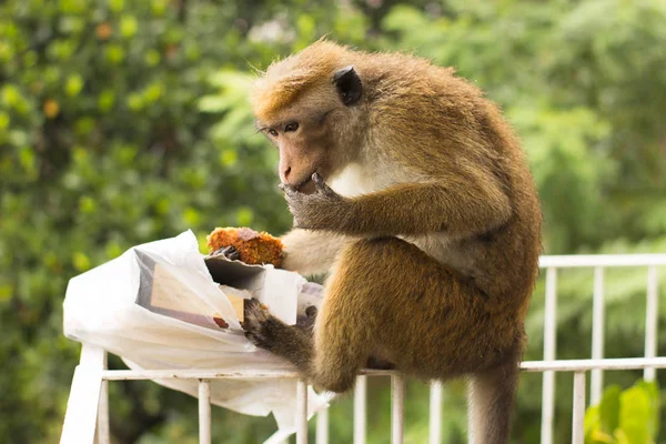 Mono Robado Comiendo Pedazo Pastel — Foto de Stock