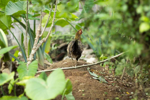Csirke séta egy kertben, a csajok — Stock Fotó