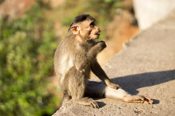 Mono joven sentado y esperando comida — Foto de Stock