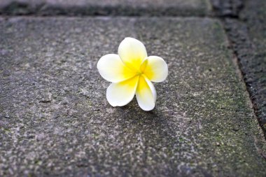 Sarı beyaz frangipani çiçek yerde