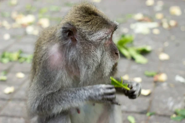 Mono triste comiendo hoja verde sentado en el sendero — Foto de Stock