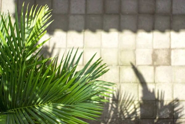 Zelená Palmový list dělá stín na silnici — Stock fotografie