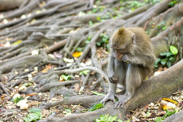Mono se sienta en las raíces de un árbol y come una hoja fresca — Foto de Stock